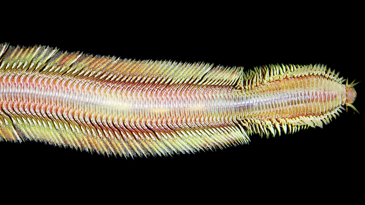 Nowoodkryty robak głębinowy został porównany do latającego dywanu