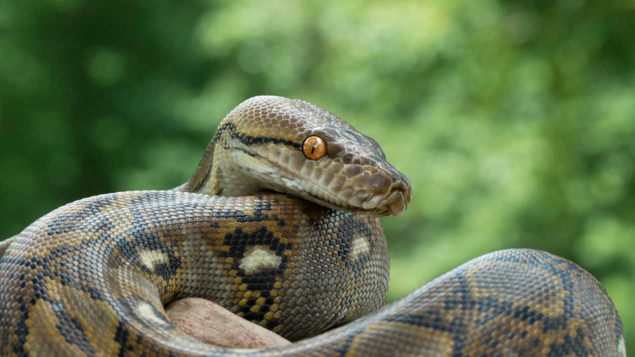 Będziemy jedli węże? Naukowcy sprawdzili, czy da się na masową skalę hodować pytony