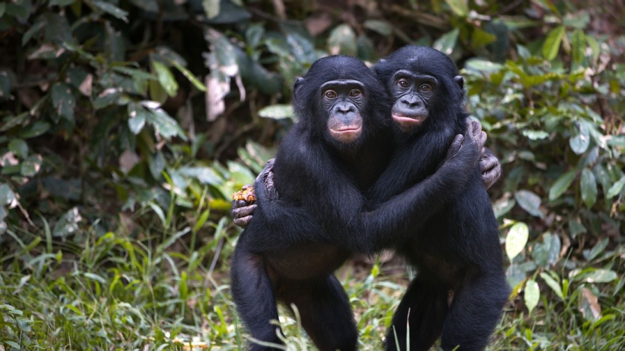 Agresywny jak bonobo. Padł mit wyluzowanego i łagodnego gatunku małp