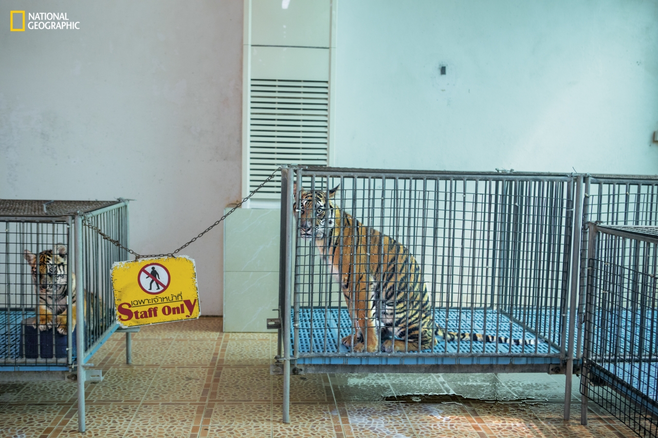 W tygrysim zoo w Tajlandii tygrysiątka są trzymane w małych klatkach, z których wyjmuje się je tylko na czas robienia zdjęć. Hodowanym w niewoli matkom młode odbiera się tuż po urodzeniu - aby turyści zawsze mieli słodkie kociaki do przytulania. 