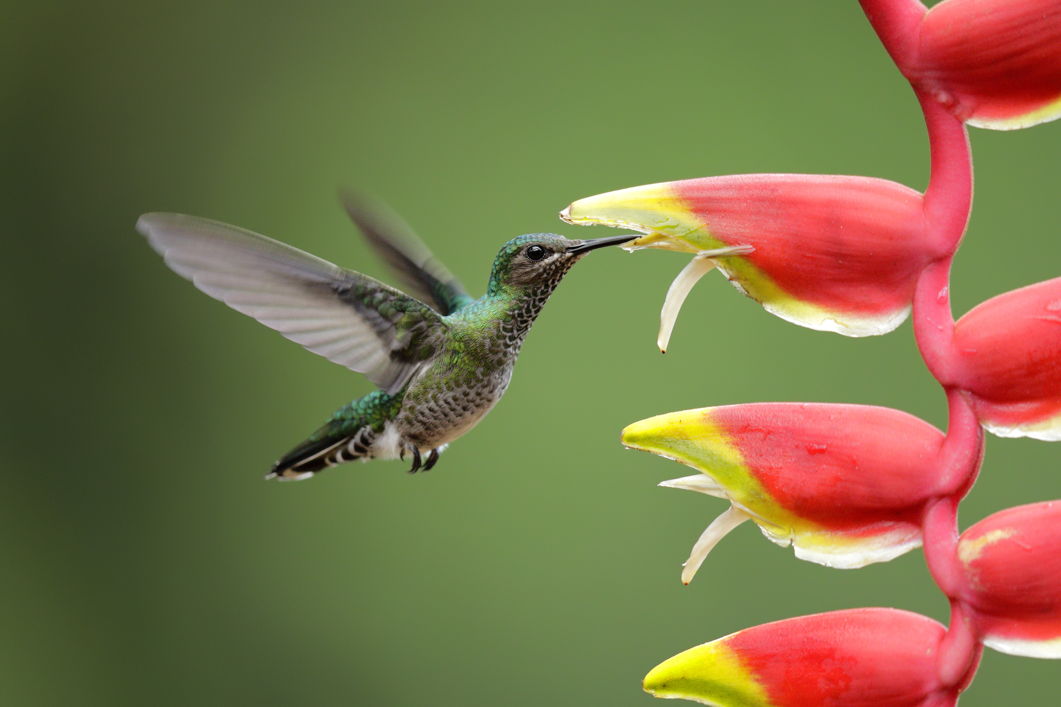 kolibry-widz-kolory-i-to-takie-jakich-cz-owiek-nawet-sobie-nie