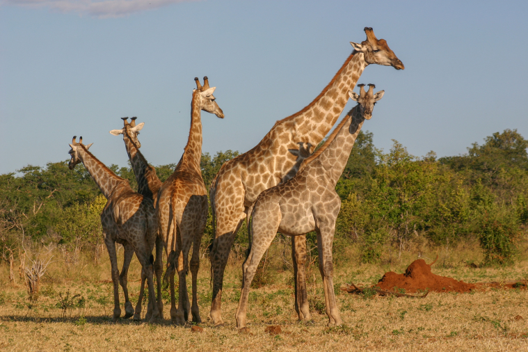 Ile Kręgów Szyjnych Ma żyrafa Sprawdź, ile wiesz o zwierzętach roślinożernych. Czym się żywią te